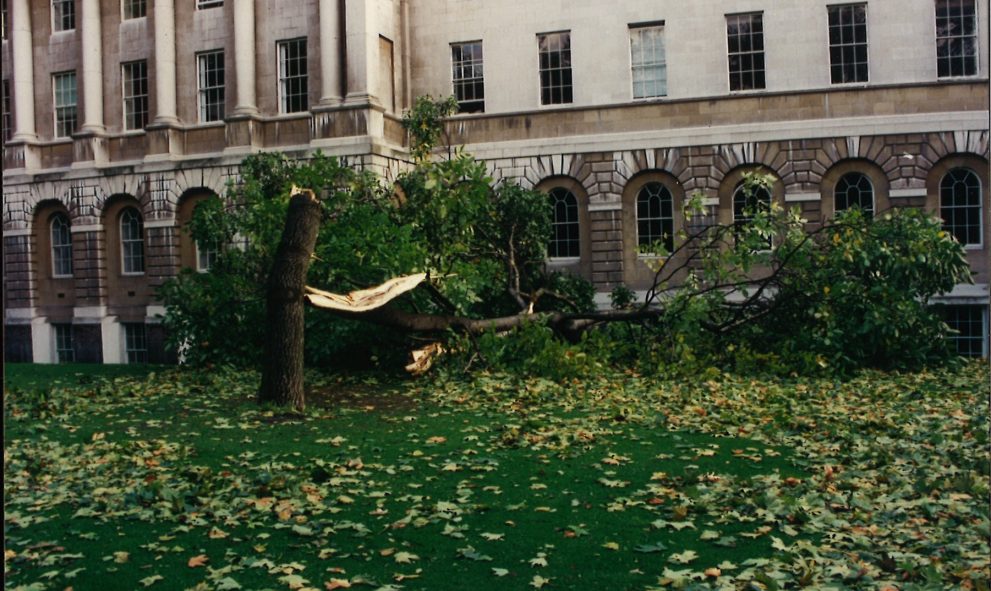 Damage to walnut trees in the gardens of Lincoln's Inn during 1987