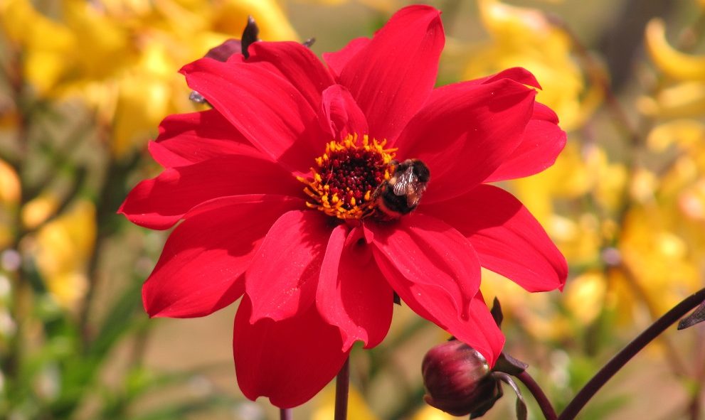 single red flower with bumblebee inside