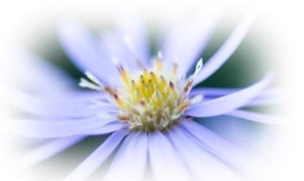 image of open flower